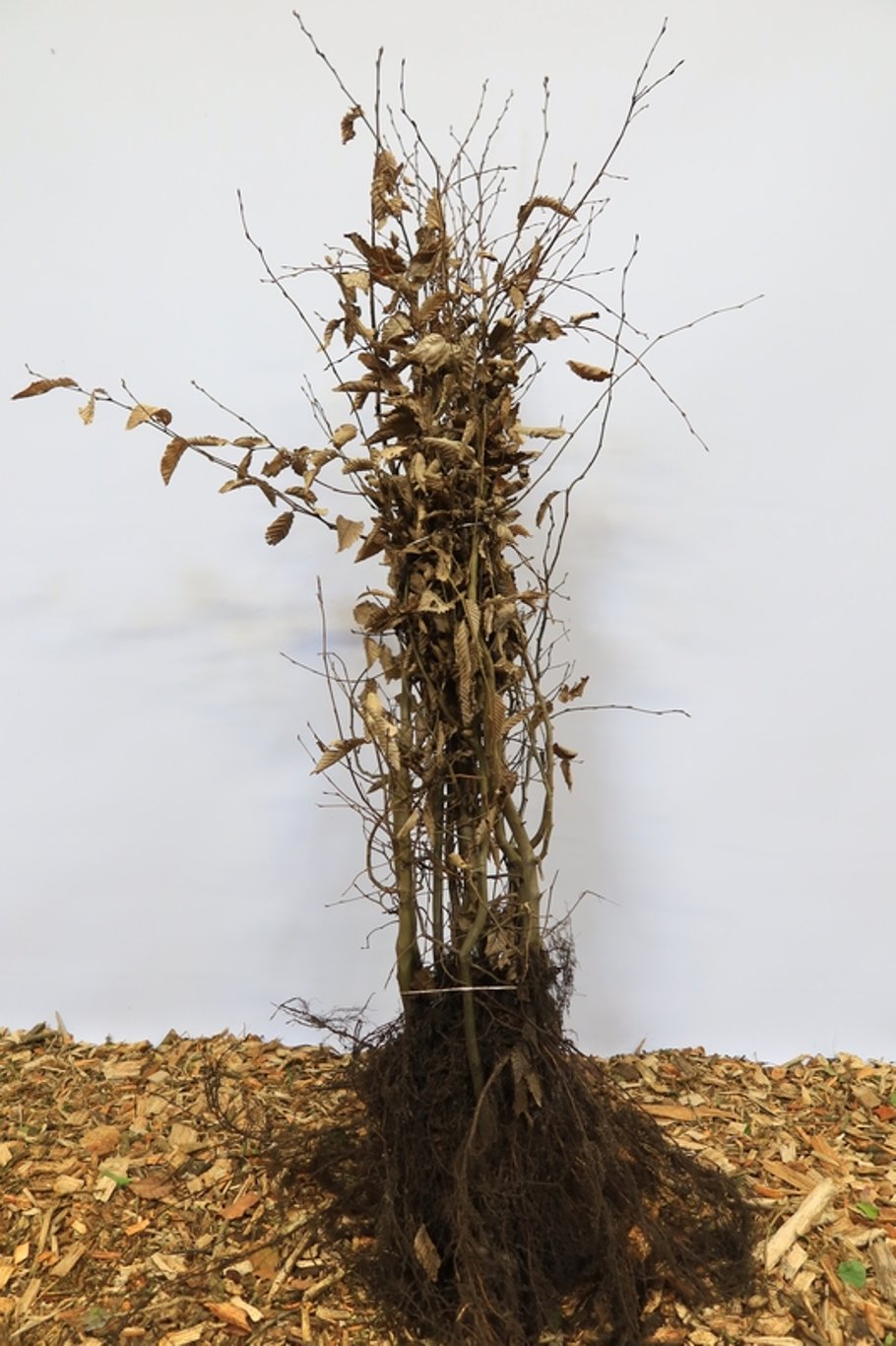 Carpinus betulus - 100-120 CM bare root 1/2